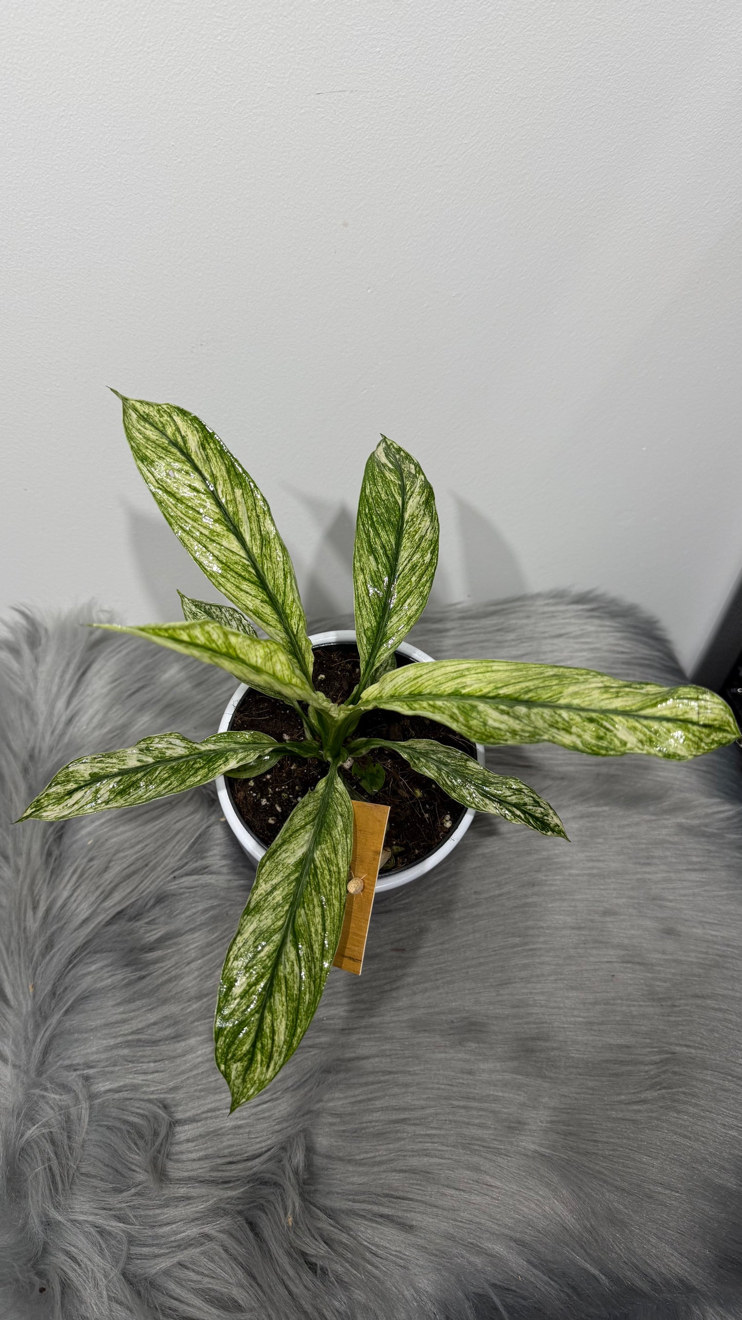 Spathiphyllum Vivaldi