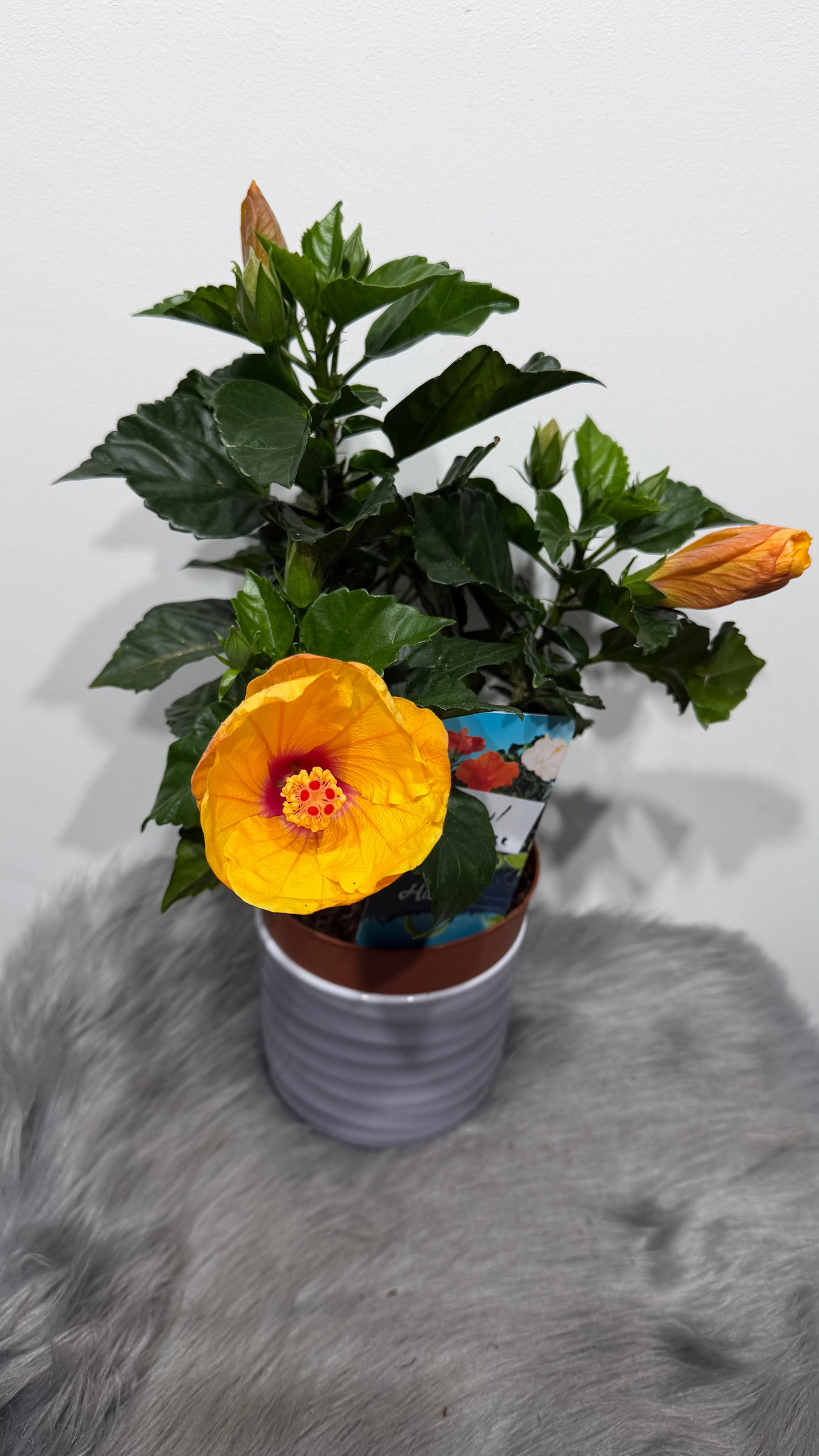 Hibiscus yellow/orange