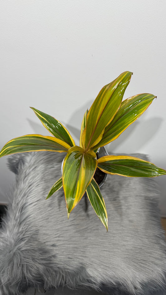 Cordyline 1