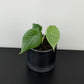 Alocasia Maharani
