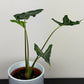 Alocasia Teletubbies