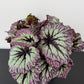 Begonia Fireworks