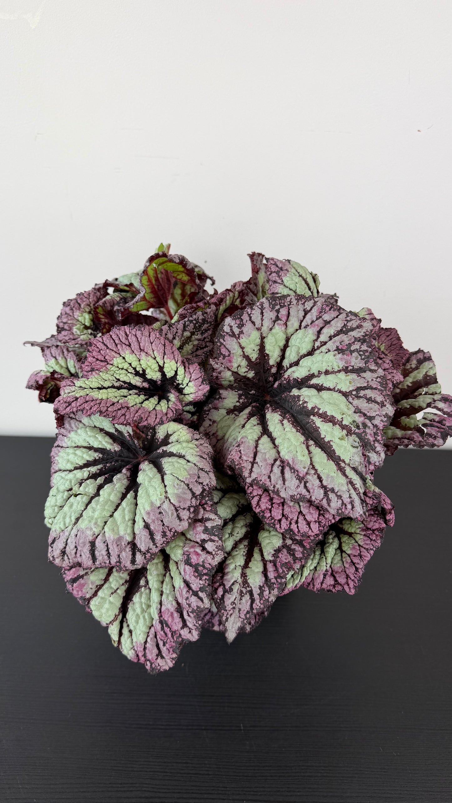 Begonia Fireworks
