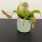 Nepenthes alata