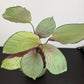 Calathea Roses Silverplate