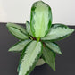 Aglaonema Silver Blue
