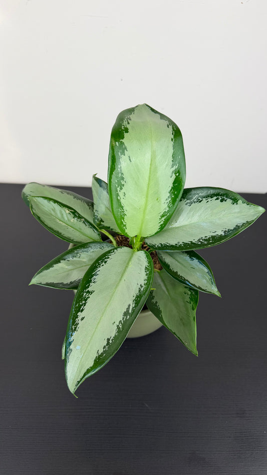 Aglaonema Silver Blue