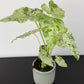 Alocasia odora Batik Variegata