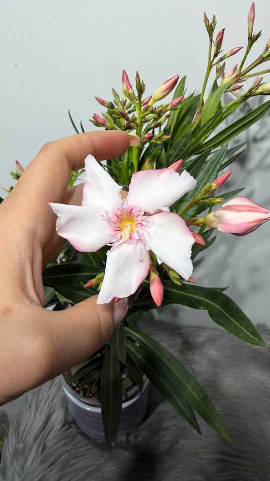 Oleander 2