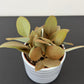 Kalanchoe Orgyalis