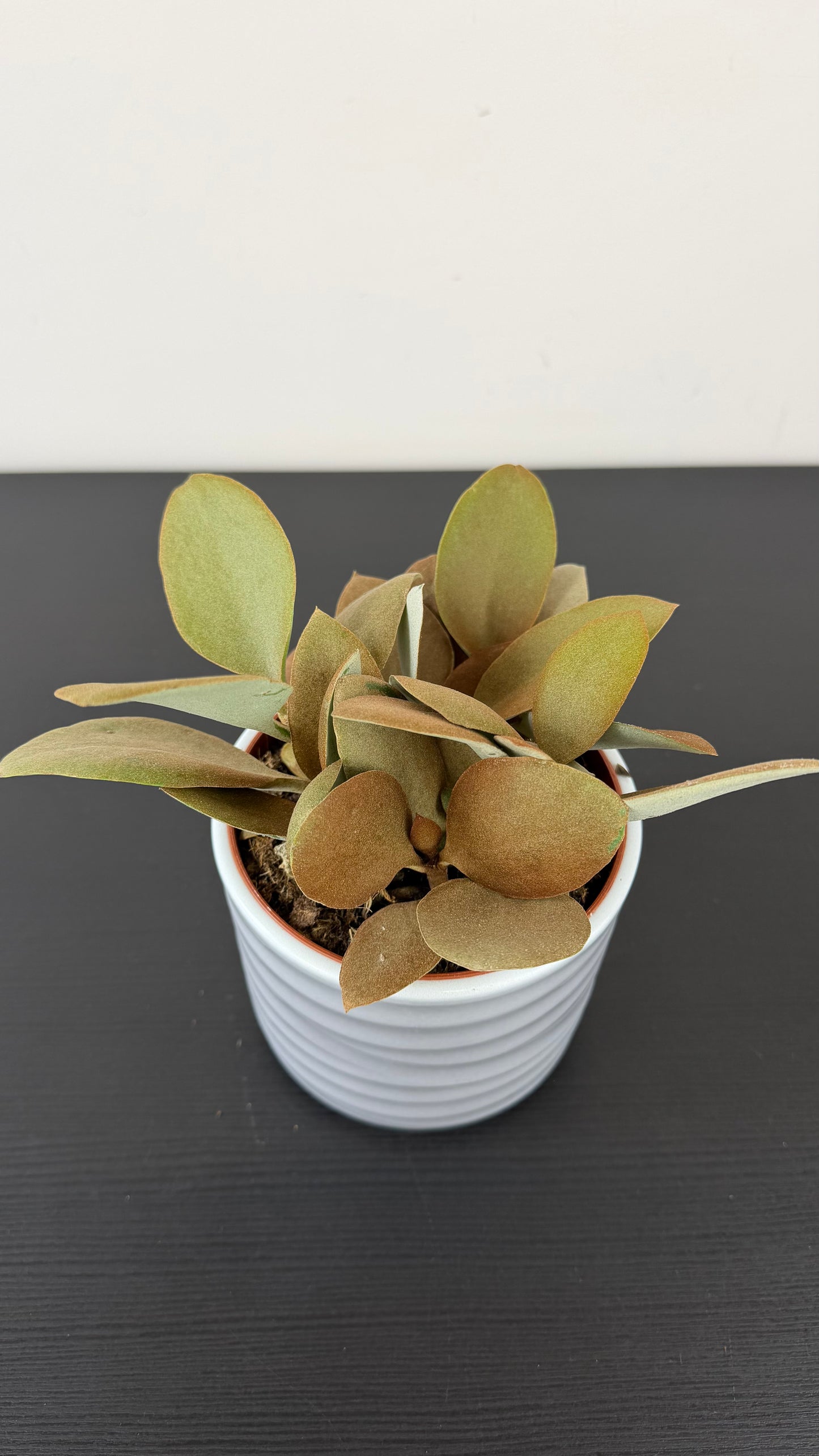 Kalanchoe Orgyalis