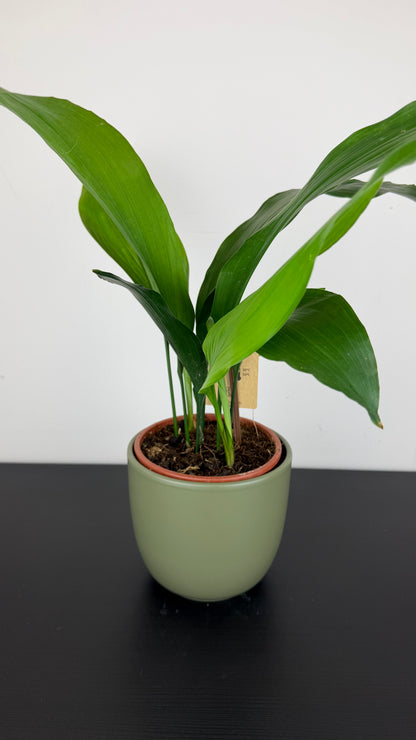 Aspidistra elatior