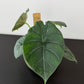 Alocasia Maharani
