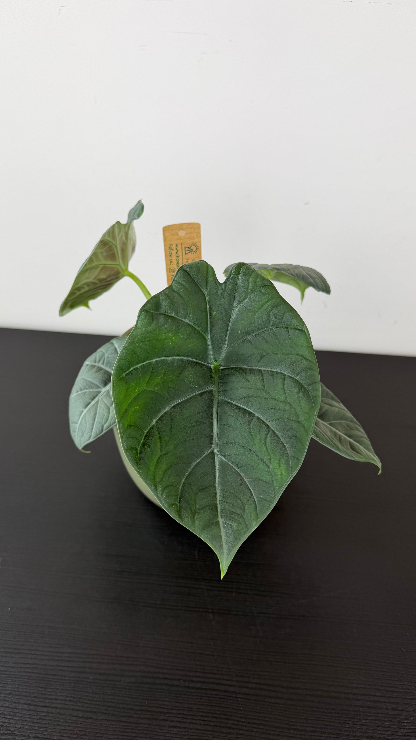 Alocasia Maharani