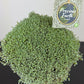 Raoulia australis 'Gandalf'