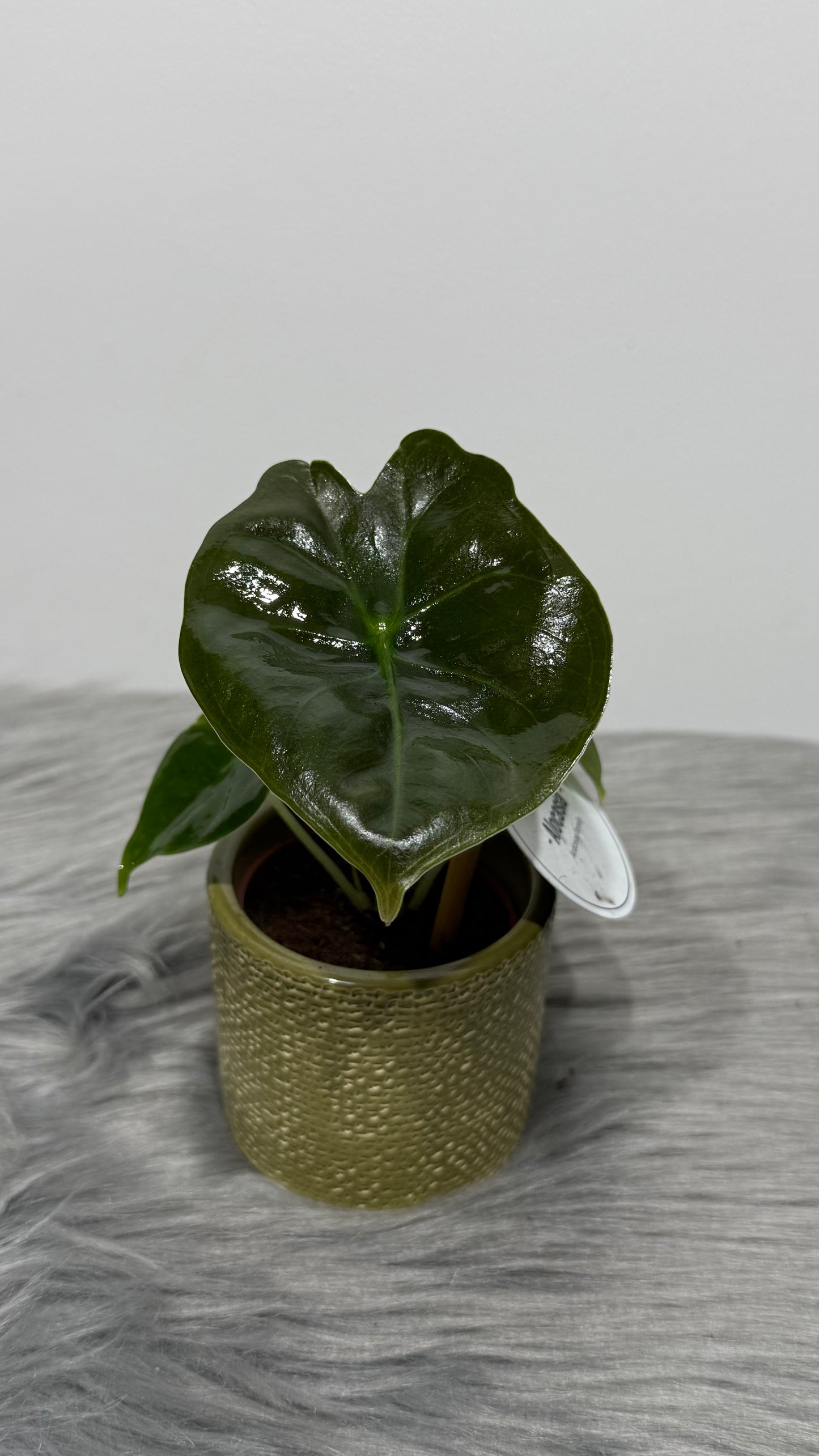 Alocasia Golden Bone