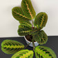 Maranta Red Stripe
