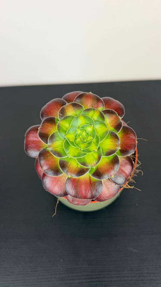 Aeonium 1