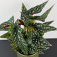 Begonia Maculata