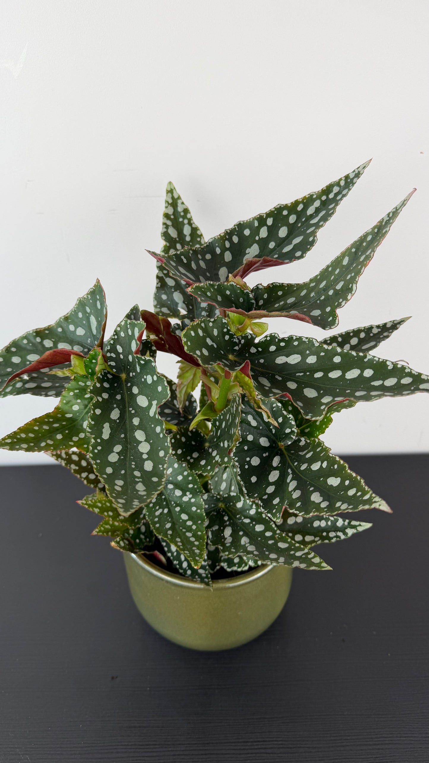 Begonia Maculata