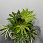 Aralia Variegata