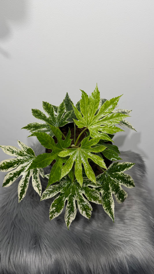 Aralia Variegata