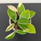 Hoya carnosa Flamingo dream