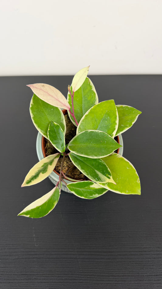 Hoya carnosa Flamingo dream