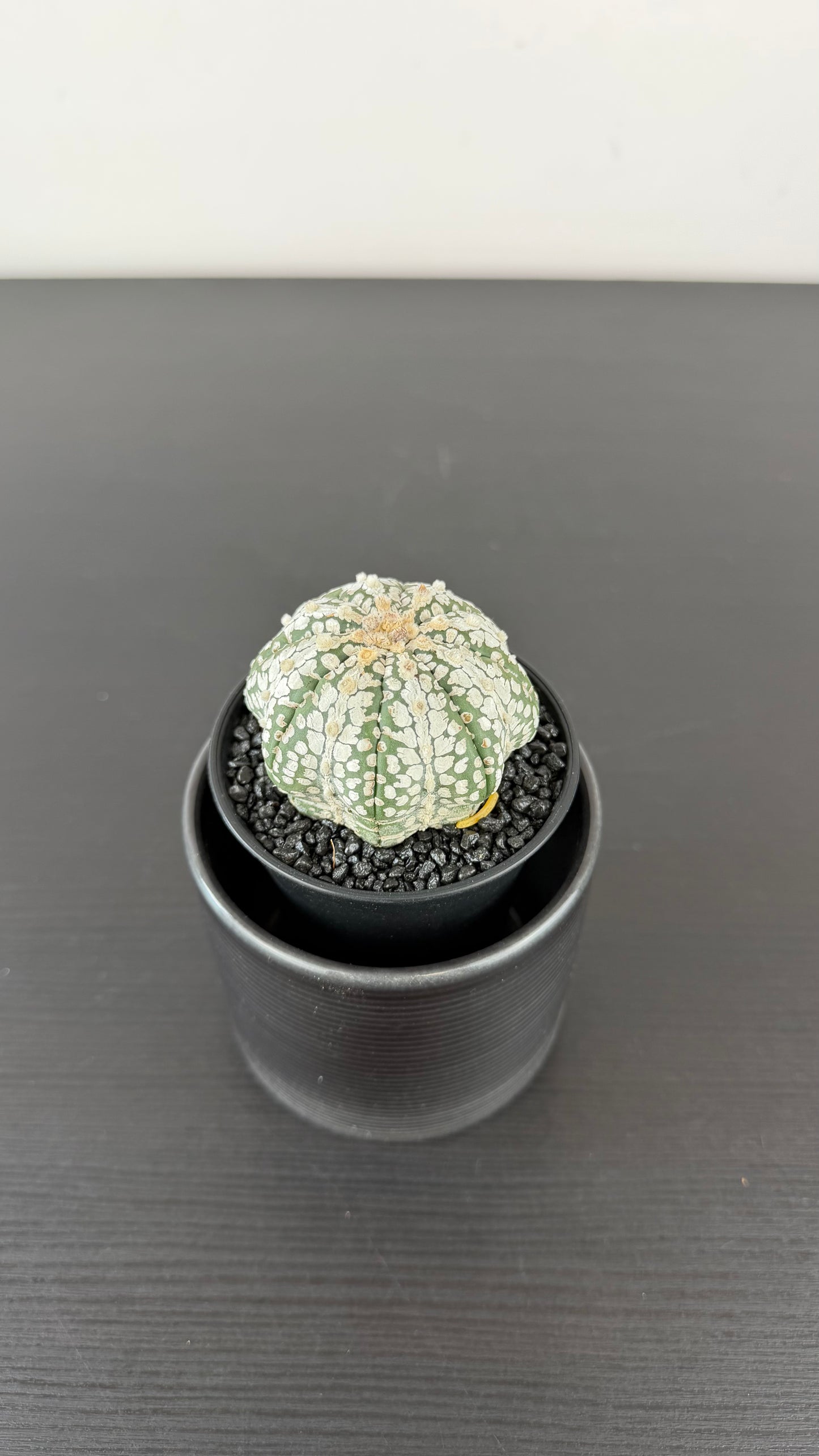 Astrophytum Asterias