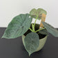 Alocasia Maharani