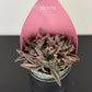 Kalanchoe Pink Butterfly
