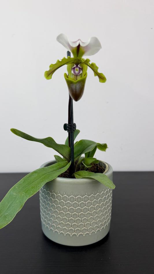 Paphiopedilum