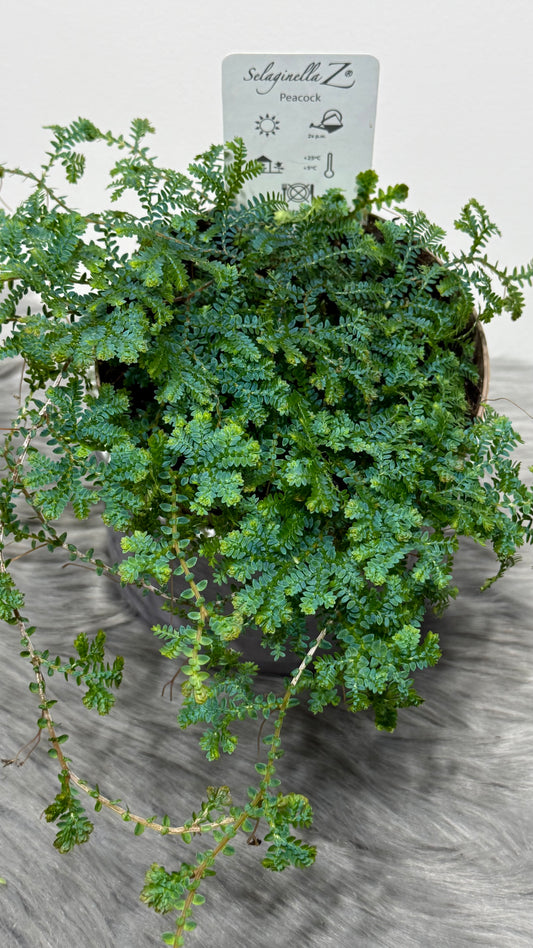 Selaginella Uncinata Peacock