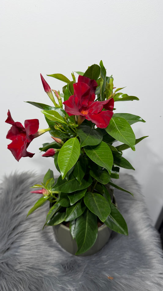 Mandevilla Grande Red