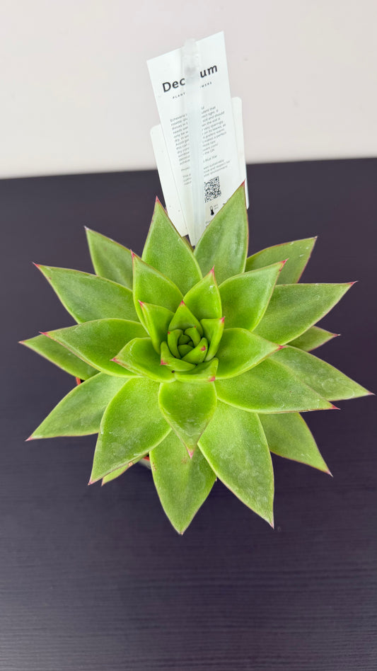 Echeveria 2
