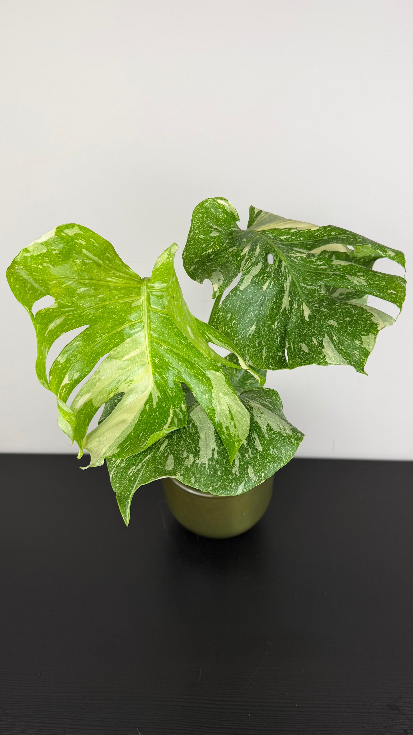 Monstera Thai Constellation