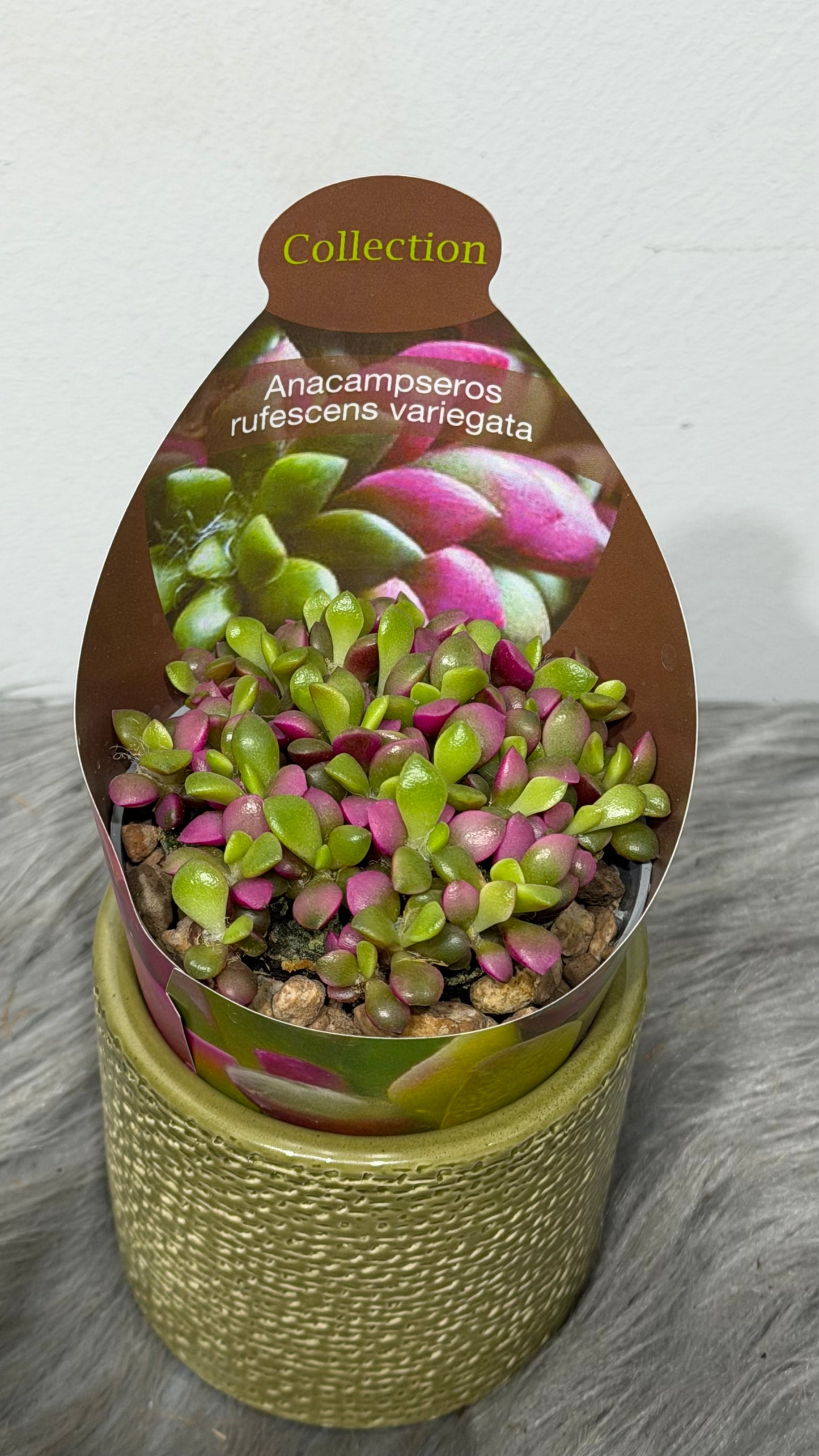 Anacampseros rufescens variegata