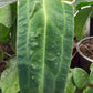 Anthurium Warocqueanum