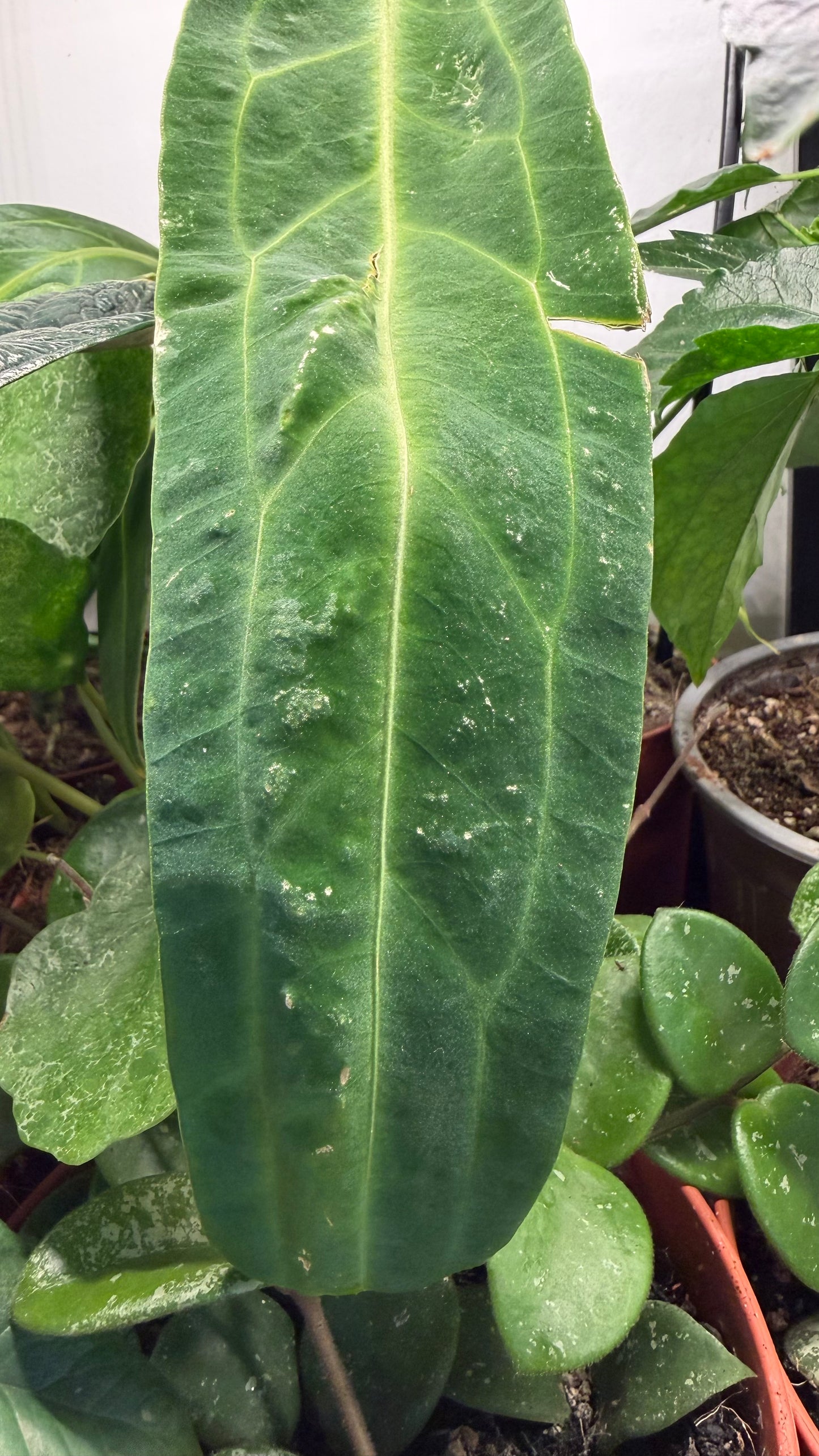 Anthurium Warocqueanum