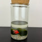 Marimo augs