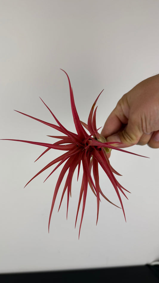 Tillandsia Air plant 5