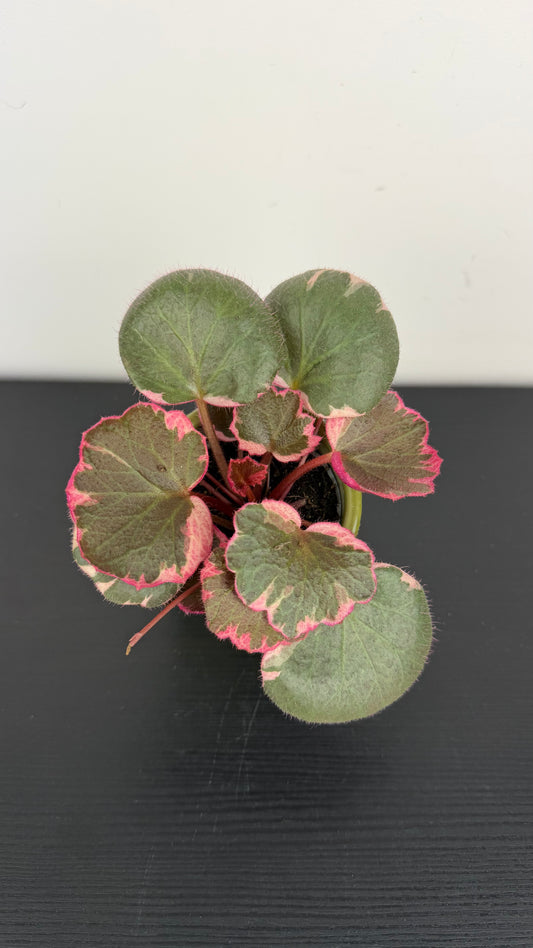Saxifraga Tricolor