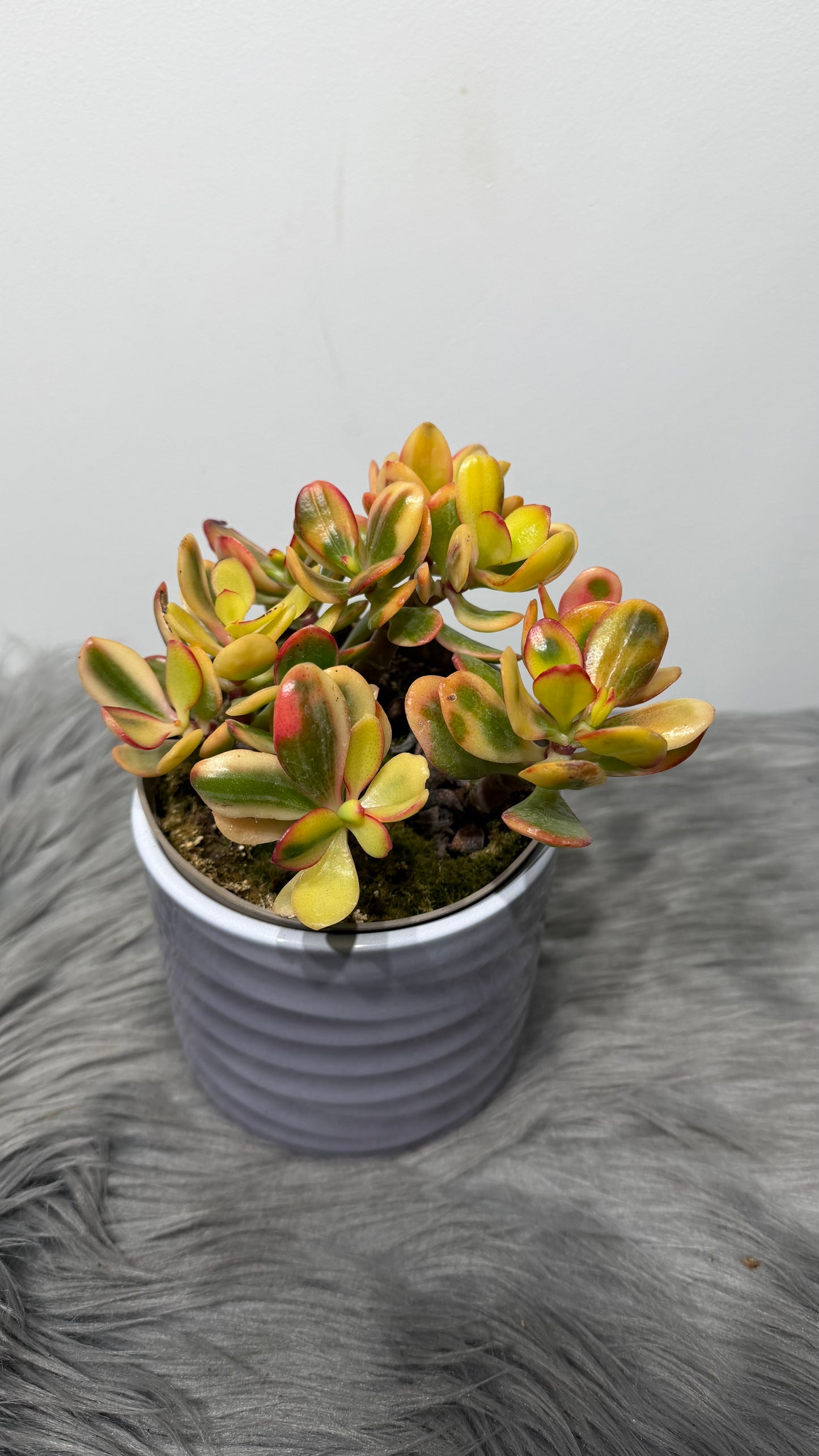 Crassula 4