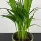 Dypsis Lutescens