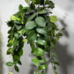 Aeschynanthus Monarda Lisa/ Lipstick plant