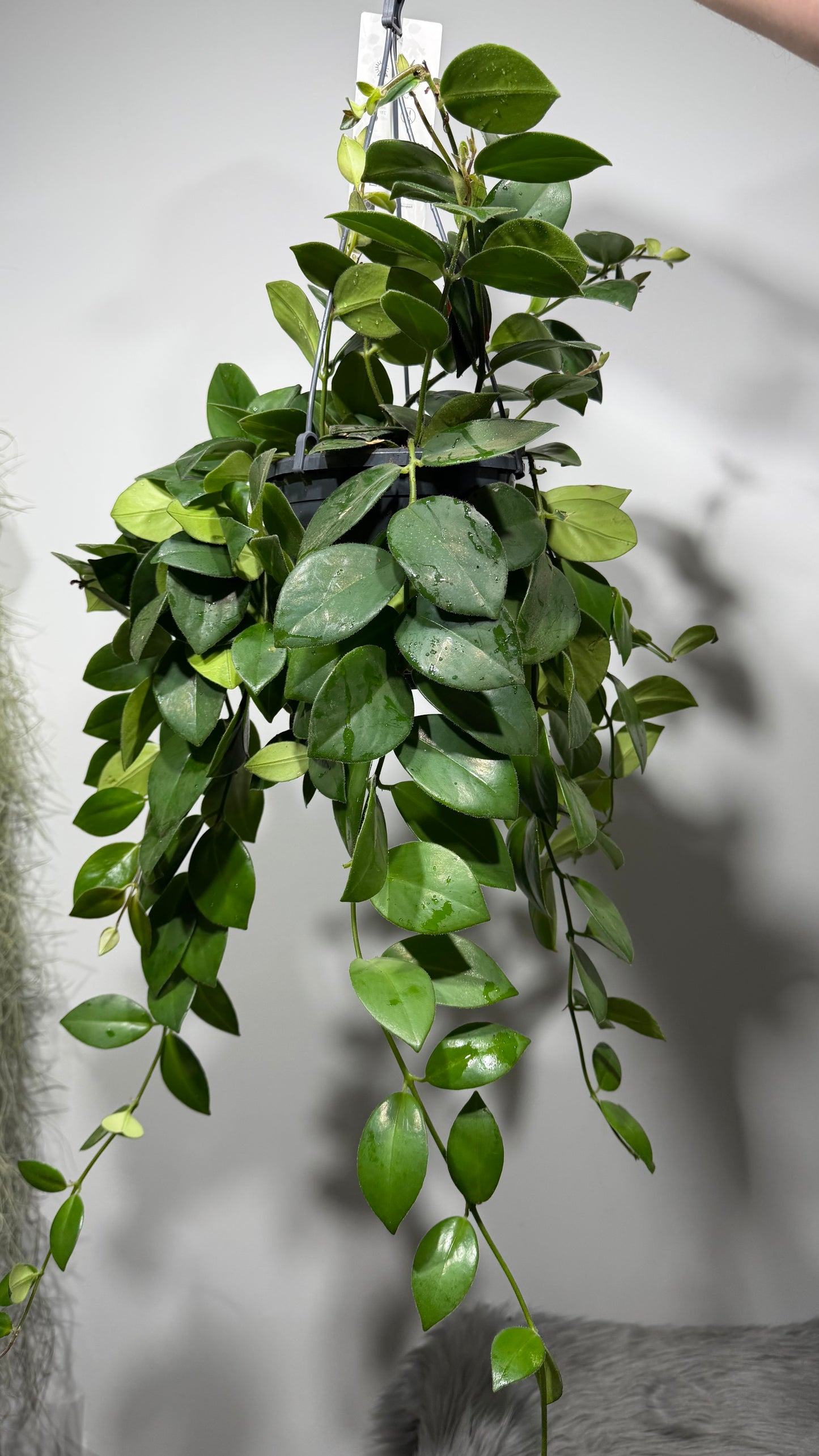 Aeschynanthus Monarda Lisa/ Lipstick plant