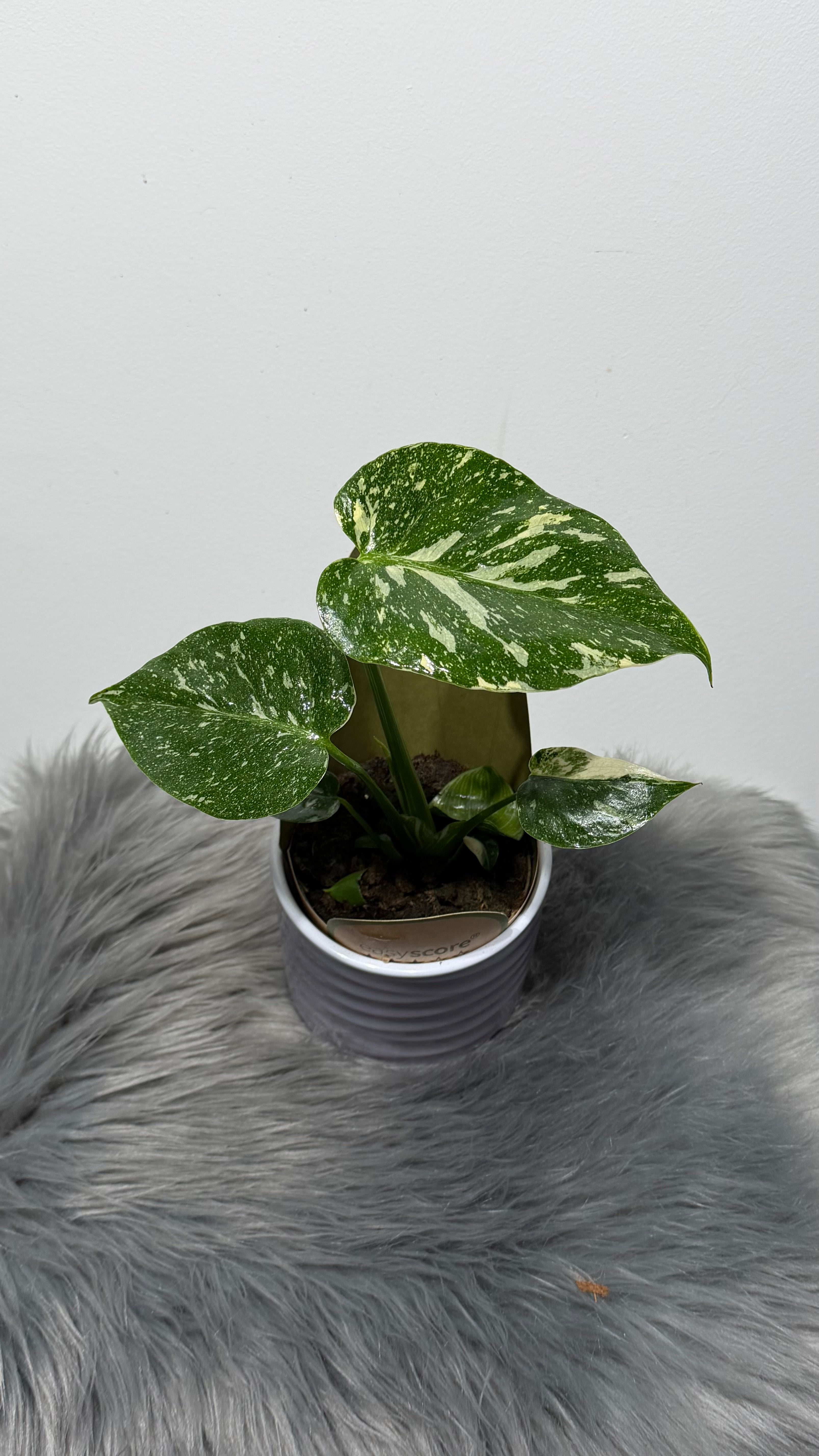 Monstera Thai Constellation – www.augi-plants.lv