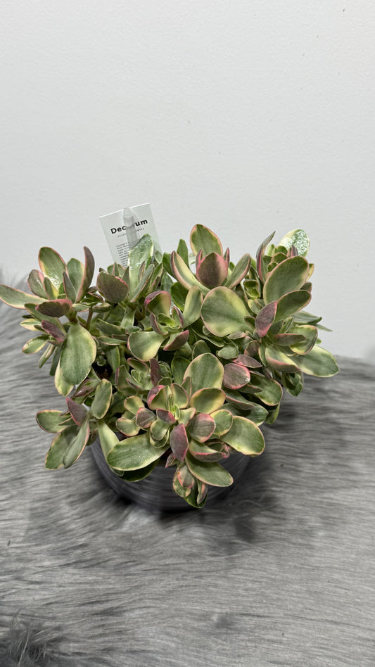 Crassula Rusby Variegata