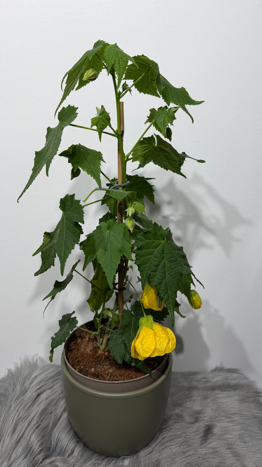 Abutilon Yellow