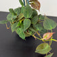 Philodendron Micans